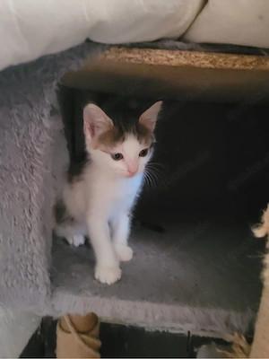 zuhause gesucht 