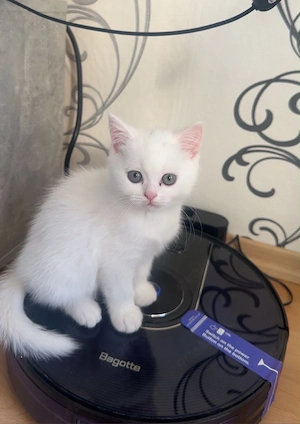 Wunderschöne BKH-Mix Kitten   