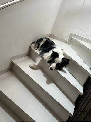 Spike sucht sein für immer zuhause