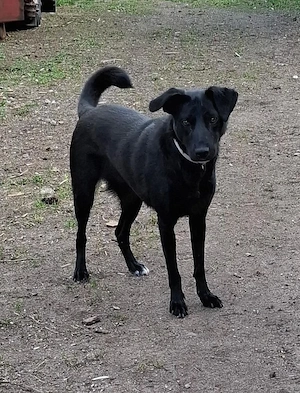 Mira - Junge Labrador-Mix-Hündin sucht einfühlsame Menschen zum Durchstarten