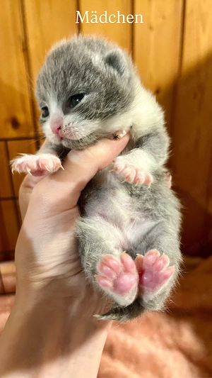  letztes BKH Kitten mit Stammbaum
