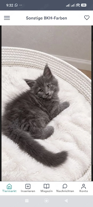 Maine Coon kitten 