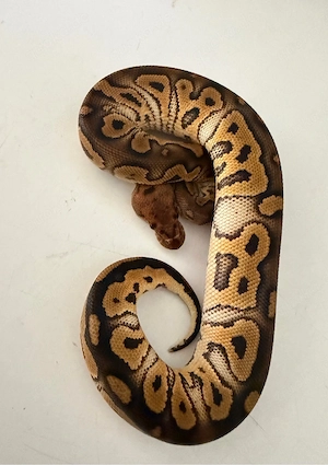 köngspython black pastel clown 0.1