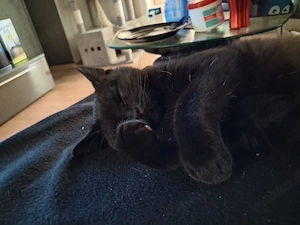 Hauskatzen 