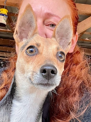 Bambi möchte endlich ankommen 