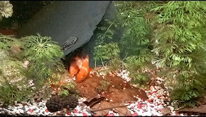 Fische 12 