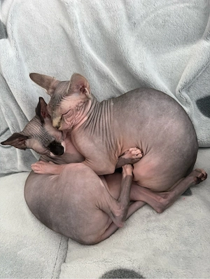 Canadian Sphynx