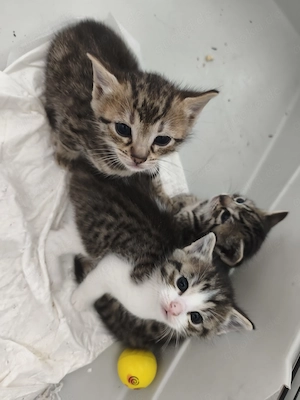 Bengal Mischlings-Kätzchen