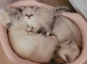 Britisch Baby Kitten
