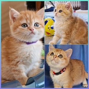 Bkh Kitten mit Stammbaum Abgabebereit 