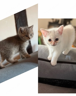 BKH Kitten - Blutgetestete Elterntiere noch 1 mädel und 1 kater 