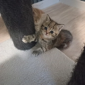 BKH Kitten (3 Jungen noch frei)