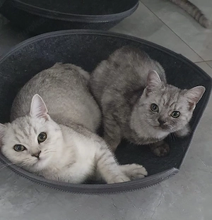 BKH Kitten weiß grau 