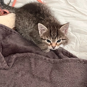 Baby Katzen 