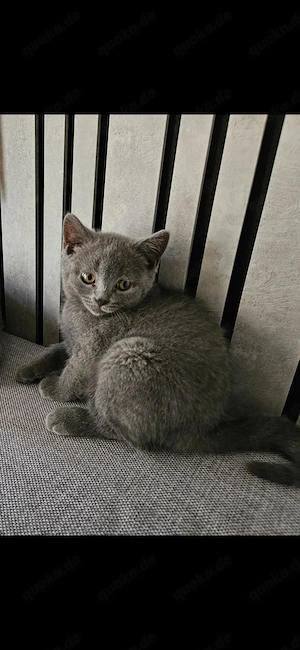 Süßen BKH Kitten 