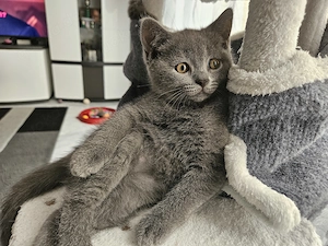 Süßen BKH Kitten 