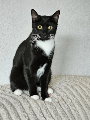 Wunderschöne Katze sucht ein liebevolles Zuhause