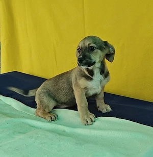 Robby, kleiner Welpe sucht neue Familie