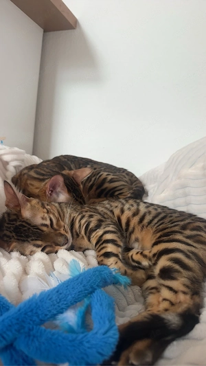 Bengalkitten 
