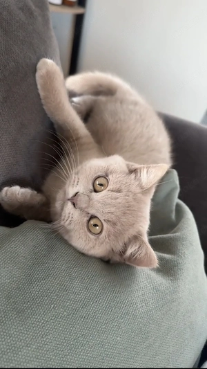 Einfarbiger Fawn-British-Shorthair-Kater   4 Monate alt   