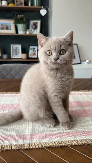 Einfarbiger Fawn British-Shorthair-Kater   4 Monate alt   
