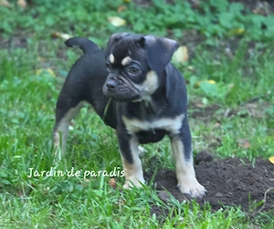 Alternativ Französische Bulldoggen Hündin mit Rute, guter Schnauze inkl Ahnentafel und tollen Farben