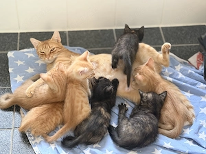 Europäisch Kurzhaar Kitten 