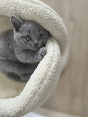 BKH kitten Blue & Lilac voll süß