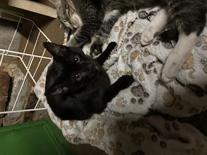 Katze Kitten Babykatze