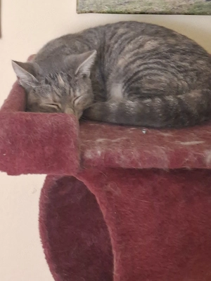 katzenbaby