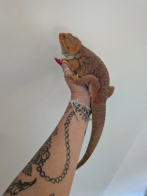 Verkaufe meine 2 Bartagame (rot)