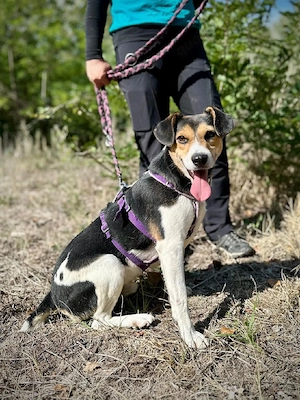 Django sucht aktive Familie