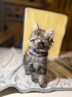 Kitten   Ragdoll-Mix   Maincoon-Mix  Neva Masquerade-Mix