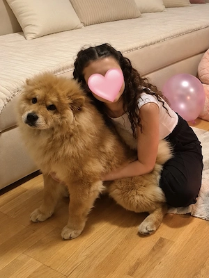  Wunderschöne Chow-Chow-Mädchen sucht ein liebevolles Zuhause   