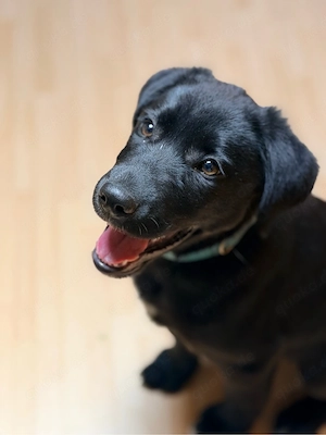 Labrador-Hündin Mila sucht ein liebevolles Zuhause