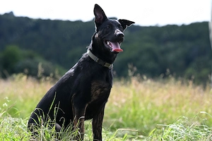 Malinois Holländischer Schäferhund Rüde 