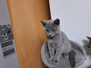 BKH Baby katze jung 3 Monate alt 