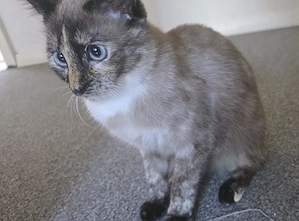 Wunderschöne Siam-Mix Kätzchen (6 Monate) mit blauen Augen sucht ein liebevolles Zuhause   