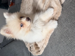 Kleiner Pomsky Pomeranian Rüde Yuji sucht Herzensplatz