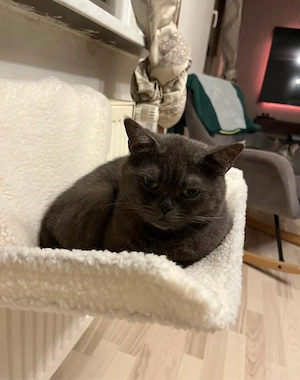 Liebe BKH-Katze sucht ein neues Zuhause 