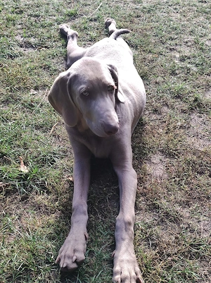 Welpen Mix 
