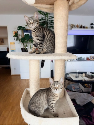 Unsere zwei kleinen Bengal-BKH-Mixe suchen ein liebevolles Zuhause.   