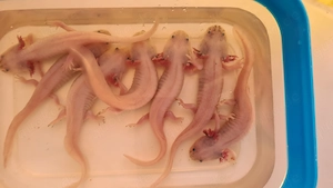 Axolotls suchen ein Aquarium 