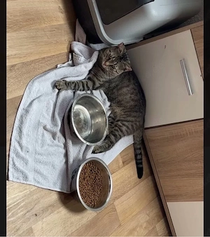 Kater Simbad 