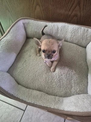 Chihuahua welpen 