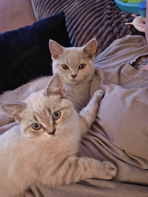 BKH Kitten Mädchen 