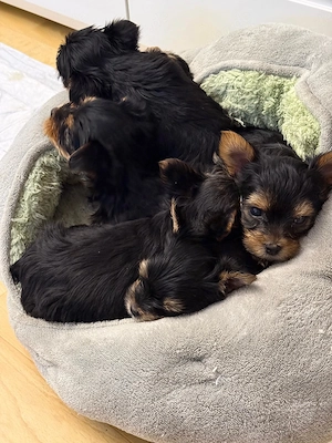 Yorkshire Terrier Welpen 
