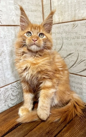 Entzückende, entwurmte reinrassige Maine-Coon-Kätzchen