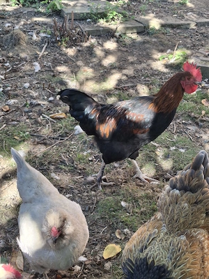 Hahn Marans Junghahn aus Naturbrut