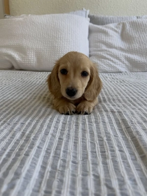Liebevolles Zuhause für die kleine Lola gesucht